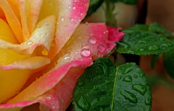 Picture flower, leaves, water, drops, rose, petals