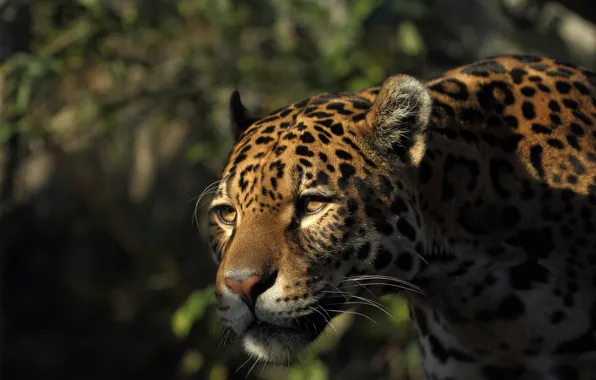 Picture look, face, predator, Jaguar, wild cat
