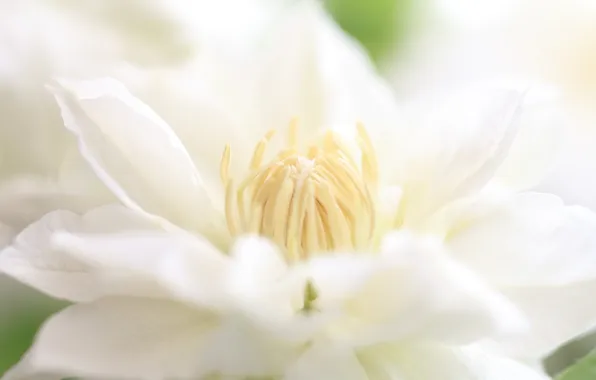 Macro, flowers, petals, Beli, klimatis