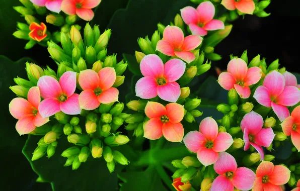 Leaves, macro, flowers, branches, petals