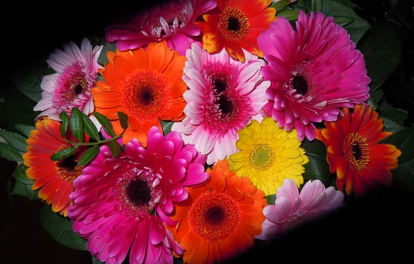 Picture leaves, light, the darkness, bouquet, petals, gerbera