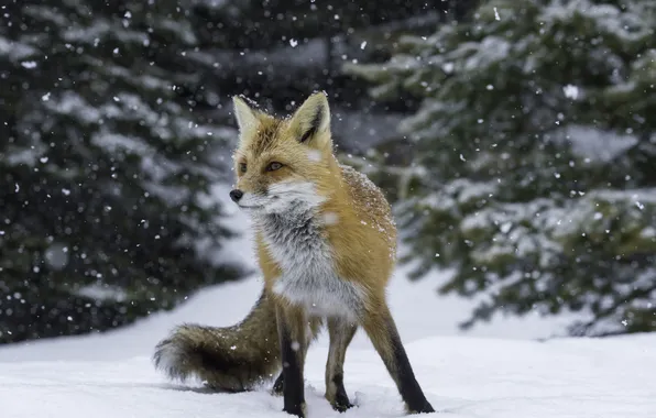 Winter, snow, Fox, hunting