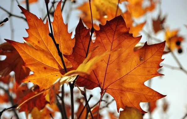 Yellow, maple, autumn, list