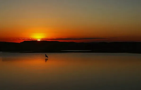 Sunset, birds, lake, reflection, mirror, orange sky