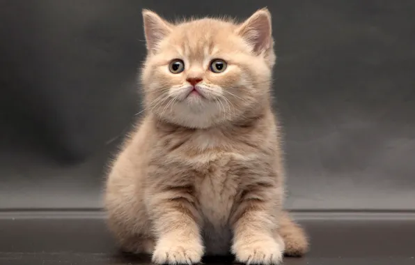 Baby, kitty, British Shorthair