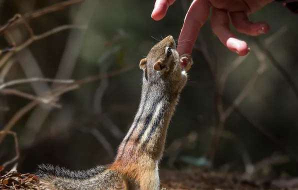 Wallpaper hands, pose, fingers, stand, background, people, Chipmunk, friendship