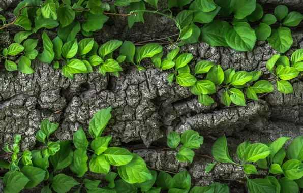 Leaves, tree, green, bark