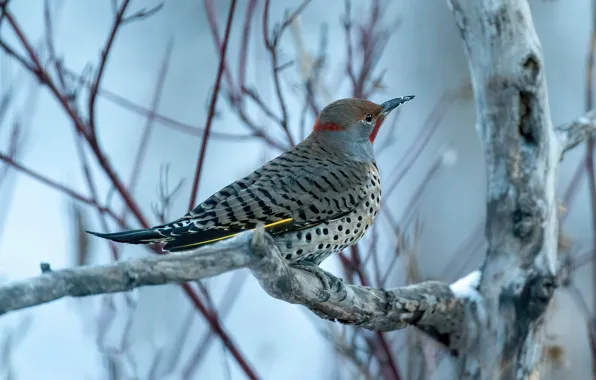 Branches, bird, woodpecker, woodpecker Golden, woodpecker Golden