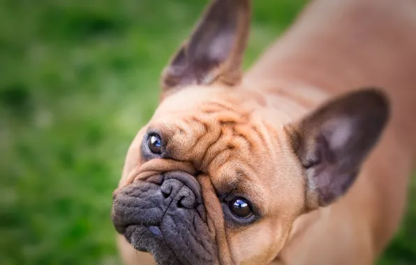 Look, face, dog, bulldog, French bulldog