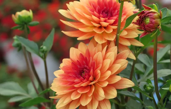 Picture orange, buds, dahlias