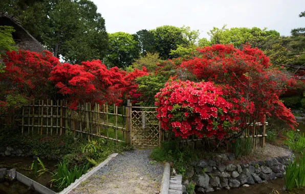Trees, flowers, pond, Park, the fence, Japan, Kyoto, the bushes