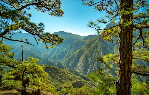 Greens, forest, the sky, the sun, trees, mountains, branches, The Palm