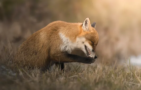 Grass, look, face, nature, pose, paw, mouth, Fox