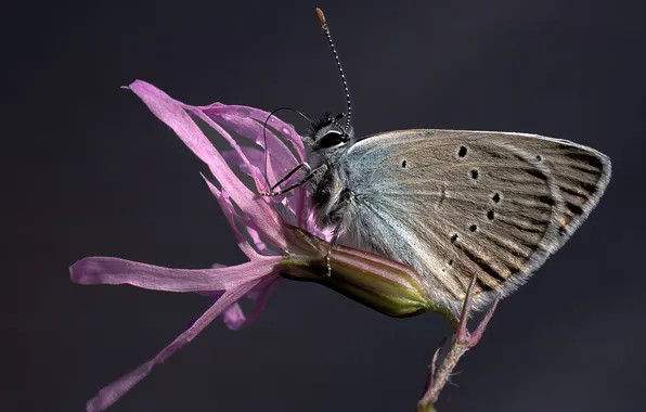 Picture macro, insect, Blue, Polyommatus Icarus, Day butterfly, Lyudmila Zheleznova