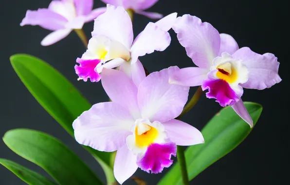 Picture pink, exotic, Orchid