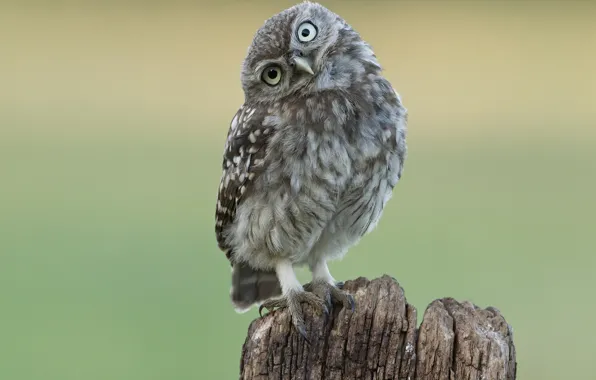 Picture look, owl, bird, stump