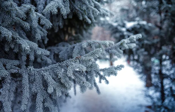 Winter, snow, needles, nature, ate, pine, twigs