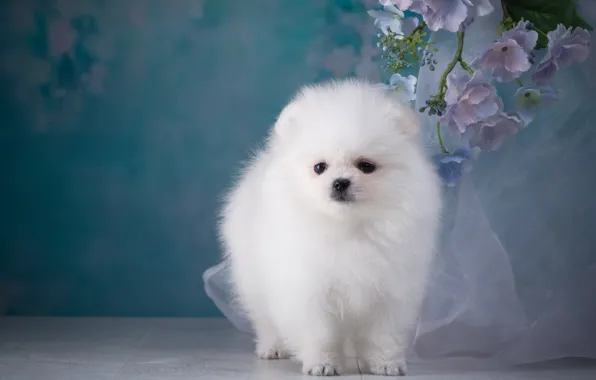 Picture white, breed, Spitz