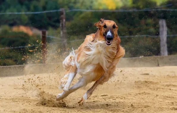 Picture dog, running, Greyhound, russian greyhound