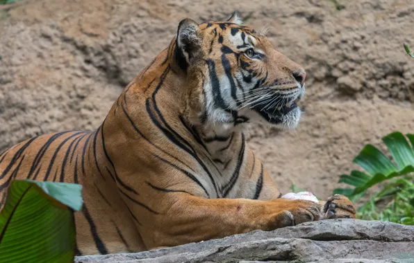 Picture tiger, predator, profile