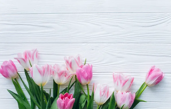 Flowers, background, Spring, Tulips