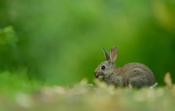 Grass, look, nature, grey, glade, hare, rabbit, muzzle