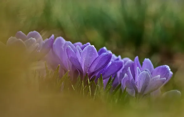 Picture drops, flowers, Rosa, glade, blur, spring, crocuses, green background