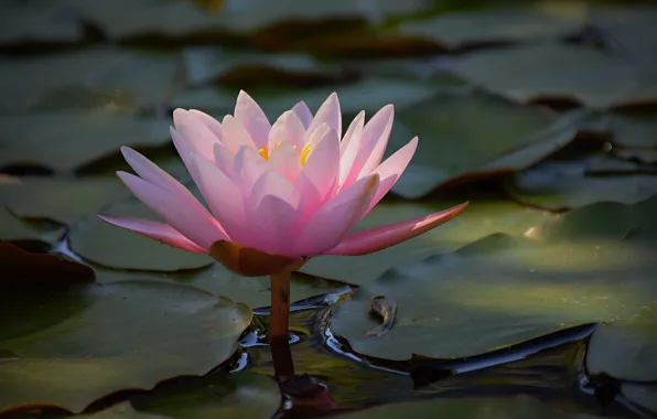 Picture Water, Water lily, Water Lily