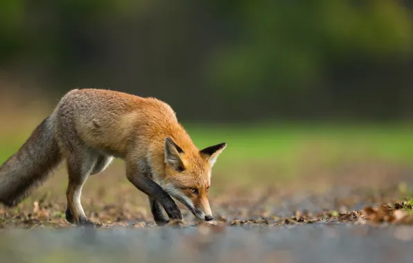 Picture leaves, nature, animal, Fox, hunting, Fox