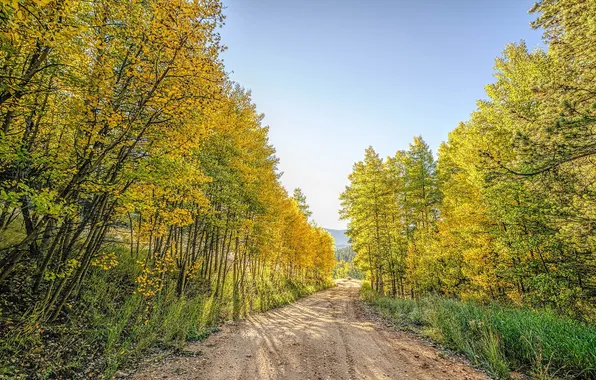 Picture road, autumn, trees