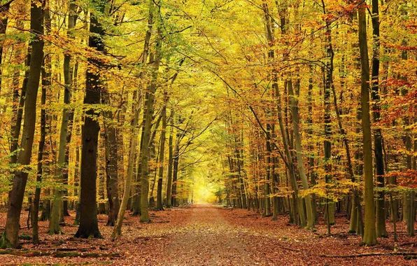 Picture road, autumn, forest, leaves, beautiful