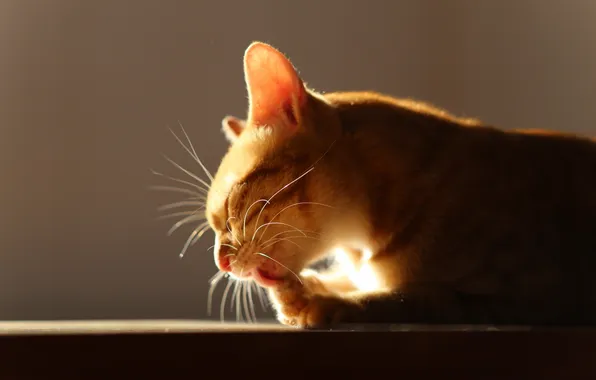Cat, light, background