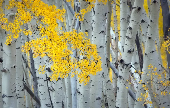 Picture autumn, nature, birch
