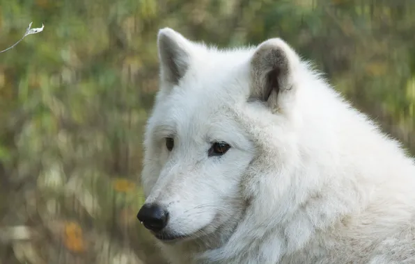 Picture face, wolf, portrait, Wolf Hudson