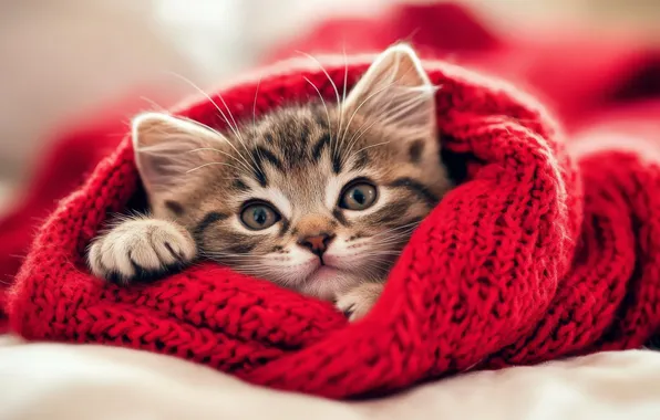 Cat, look, red, pose, kitty, grey, scarf, lies