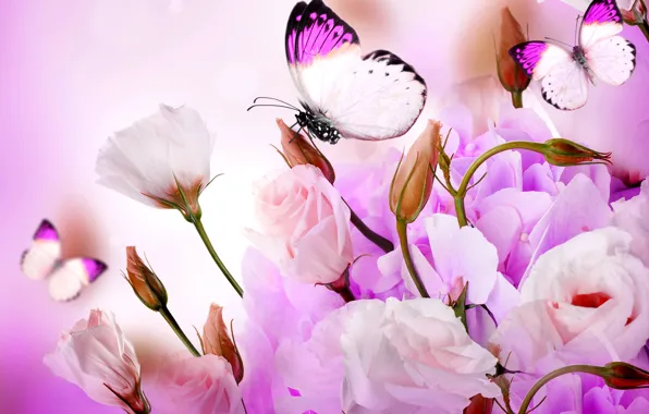 Flowers, collage, butterfly, petals