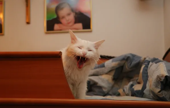 Picture cat, white, cat, white Angora