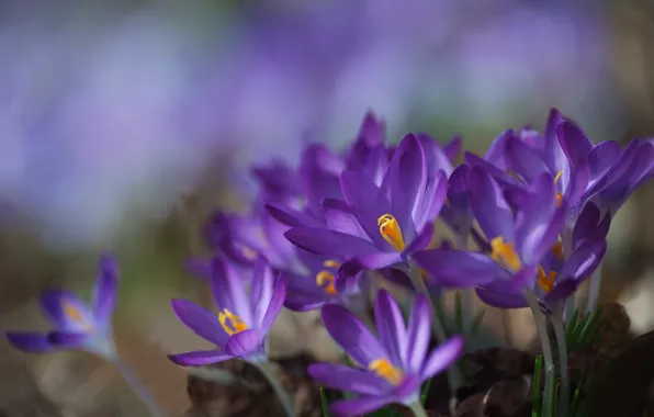 Macro, spring, petals, Crocuses, Saffron
