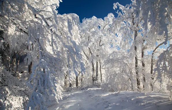 Winter, forest, snow, trees, path