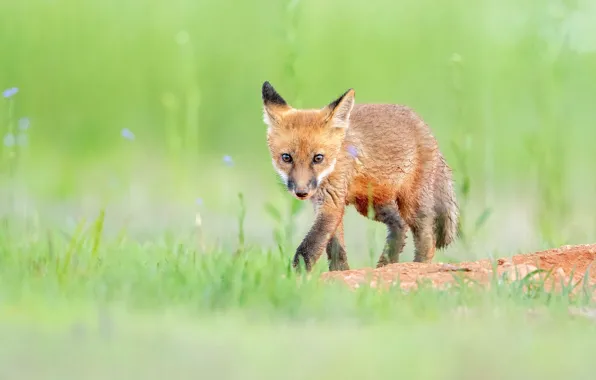 Summer, grass, look, glade, baby, Fox, red, walk