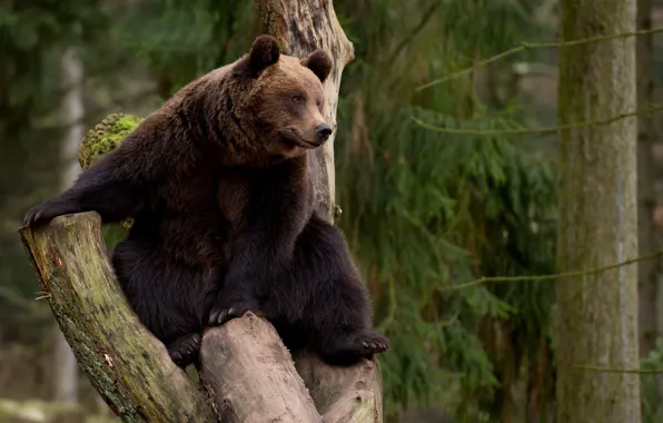 Picture tree, Bear, leisure