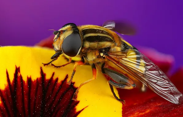 Flower, purple, macro, fly, background, lilac, insect, striped