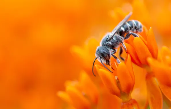 Flower, flowers, macro, plant, insect
