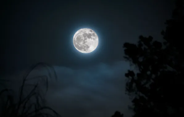 The sky, clouds, night, nature, tree, the moon, the full moon, Douglass Clem