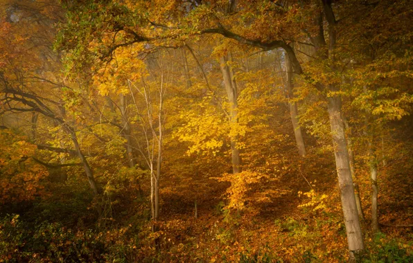 Autumn, forest, Golden autumn, yellow foliage