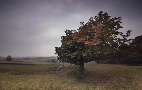 Picture field, nature, tree