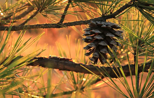 Light, needles, branches, nature, bump, needles, pine, coniferous