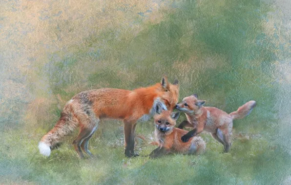 Nature, treatment, Fox, mother, cubs