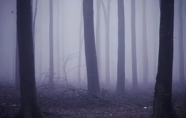 Picture forest, trees, nature, fog, the darkness, plants, twilight