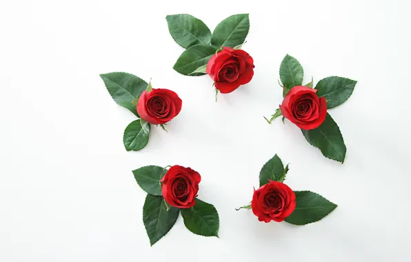 Collage, roses, petals